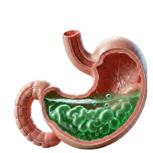 Digestive and Liver Health