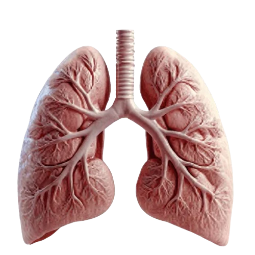 Breathing and Lung Health